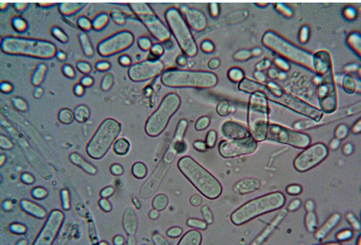 BACTERIAS